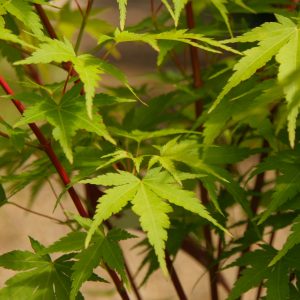 Acer palmatum 'Sangu Kaku' - Big Plant Nursery