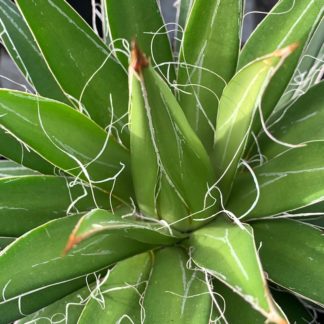 龙舌兰filifera接近成熟的植物在大植物苗圃开云体育官方首页网站下载安装
