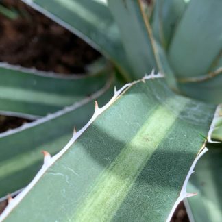 Agave funkiana close up of leaves of mature plant growing at Big Plant Nursery