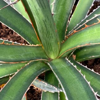 Agave lechuguilla close up of leaves at Big Plant Nursery