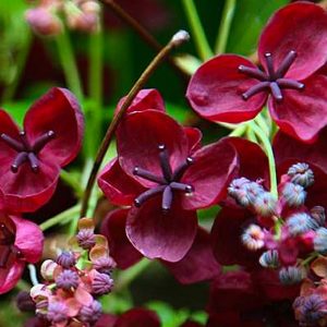 Akebia quinata - Big Plant Nursery