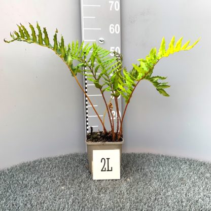 Blechnum chilense 2 litre plant at big Plant Nursery