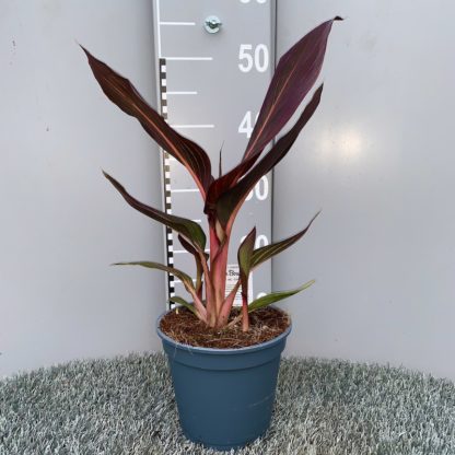 Canna 'Durban' 2 litre plant at Big Plnat Nursery