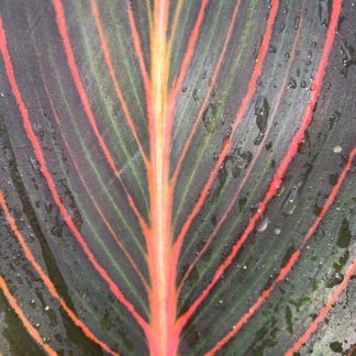 Canna 'Durban' leaf close-up at Big Plant Nursery