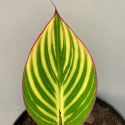 Canna 'Striata' leaf close-up at Big Plant Nursery