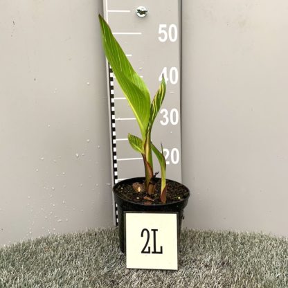 Canna striata 2 litre plant at Big Plant Nursery