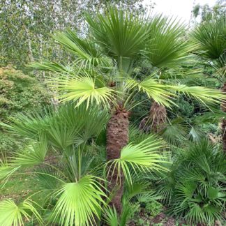Chamaerops humilis mature plants growing at Big Plant Nursery in West Sussex