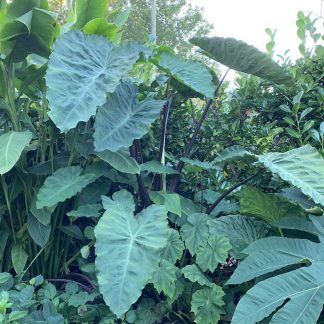 Colocasia antiquorium 'Black Leaf Illustris' mature plant growing at Big Plant Nursery