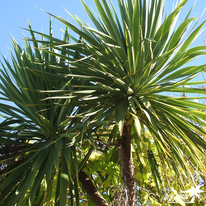 cabbage palm tree uk