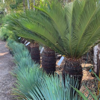 Cycads and young Yucca rostrata at Big Nursery