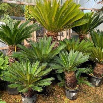 Cycas revoluta group photo of sizes available at Big Plant Nursery