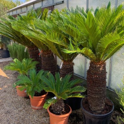 Cycas revoluta large and small plants for sale at Big Plant Nursery