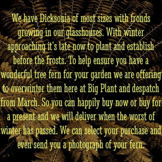 Dicksonia antarctica winter buy guide at Big Plant Nursery