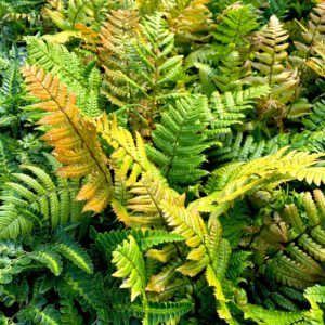 Dryopteris lepidopoda - Big Plant Nursery