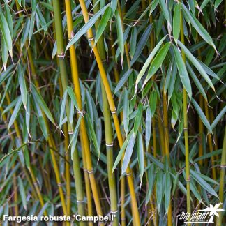 Fargesia robusta 'Campbell' - Big Plant Nursery