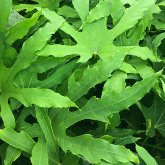 Fatsia polycarpa 'Green Fingers' leaf closeup