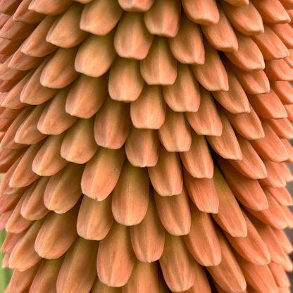 Kniphofia northiae close up of flower at Big Plant Nursery