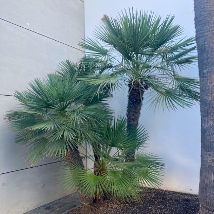 Mature plant of the palm Chamaerops humilis