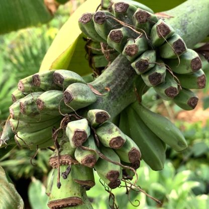 Musa basjoo在大植物苗圃展示完全成形的香蕉开云体育官方首页网站下载安装
