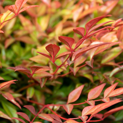 Nandina japonica 'Gulfstream' leaf colour