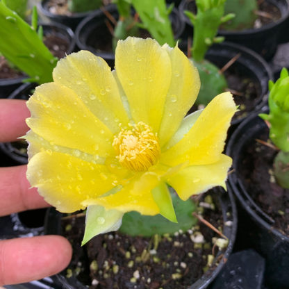 Opuntia humifusa flower