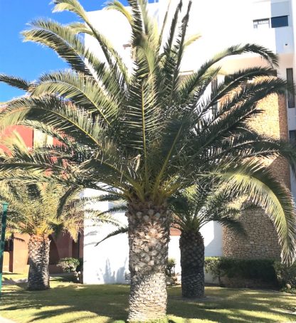 Phoenix canariensis mature plants growing in Andalucia