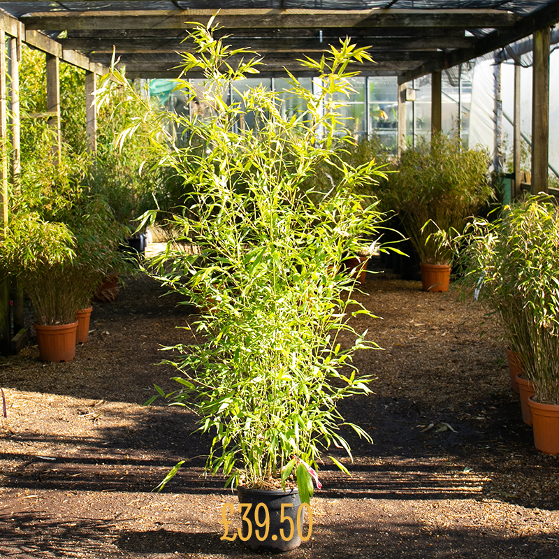 Phyllostachys aurea - Big Plant Nursery