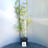 Phyllostachys aurea - Big Plant Nursery