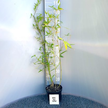 Phyllostachys aurea 3 litre plant at Big Plant Nursery