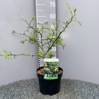 Poncirus trifoliata 3 litre plant at Big Plant Nursery