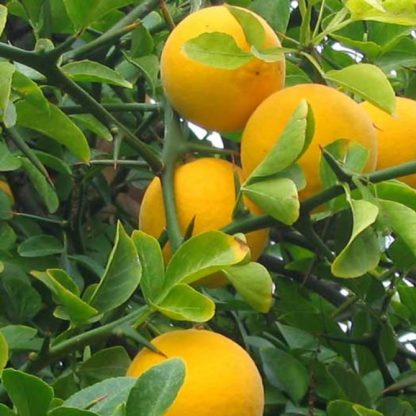 Poncirus trifoliata oranges