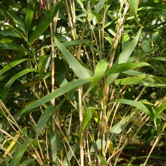 Pseudosasa japonica - Big Plant Nursery