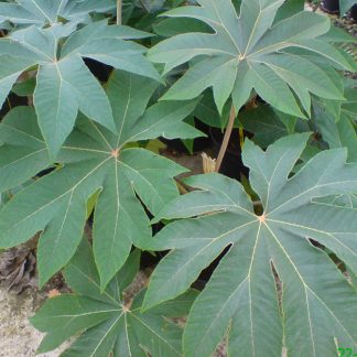 Tetrapanax papyrifer 'Rex Group' Big Plant Nursery selection - Big ...