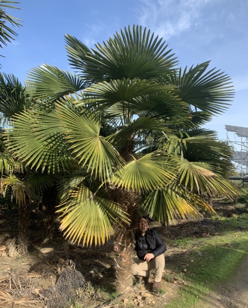 Hardy Chusan Windmill Fan Palm Gardening Express Trachycarpus fortunei Young 60-80cm Tree 