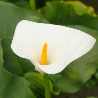 Zantedeschia aethiopica - Big Plant Nursery