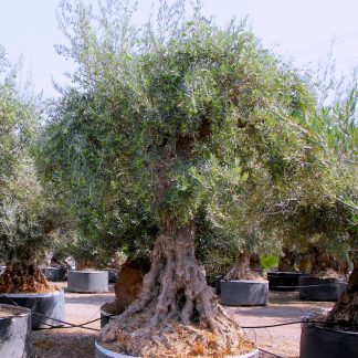 Ancient Olive Tree at Big Plant Nursery