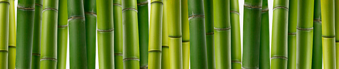 Bamboo - Growing Guide