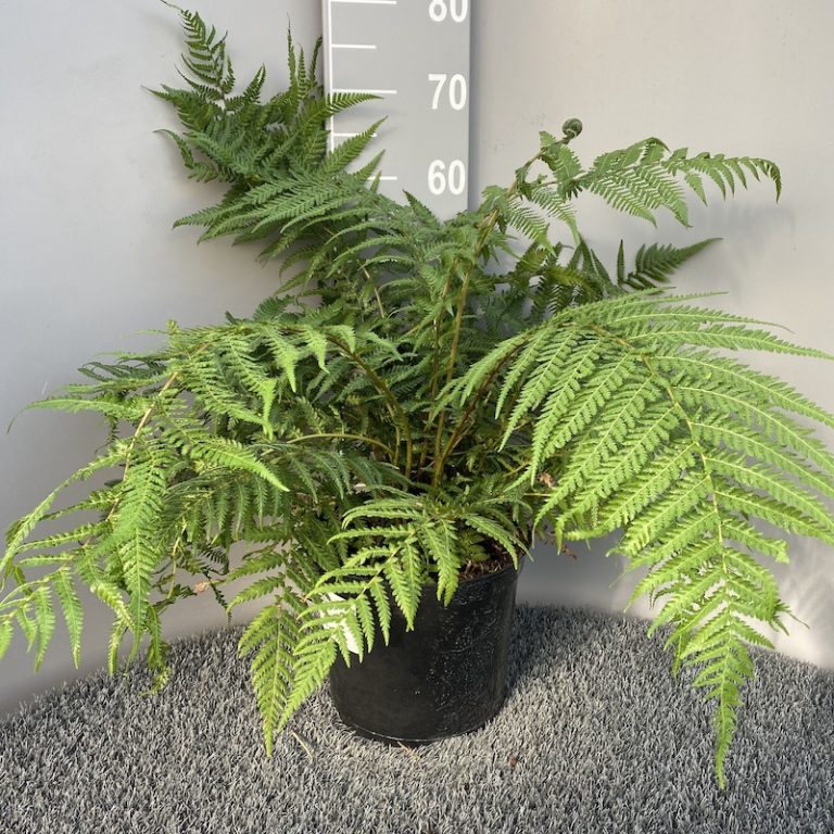 Dicksonia antarctica - Tree Fern - Big Plant Nursery