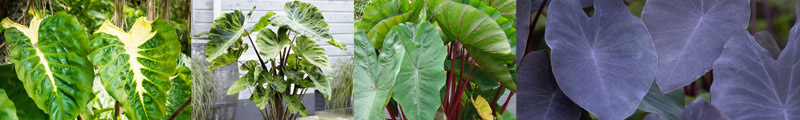  Colocasia esculenta - Guía de cultivo