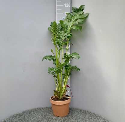 Acanthus mollis 7 litre plant