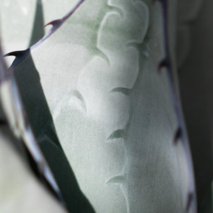 Agave havardiana leaf showing spines