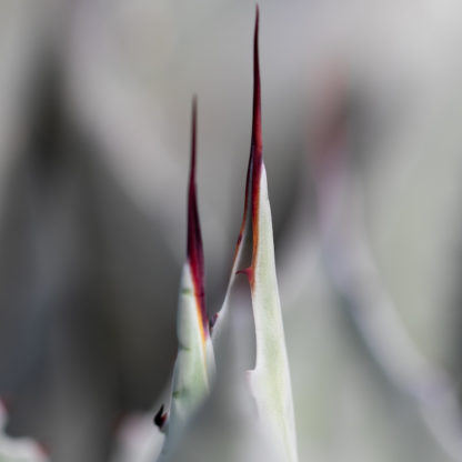 Agave ovatifolia leaf close up showing terminal spine