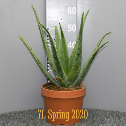 Aloe vera 7 litre plant