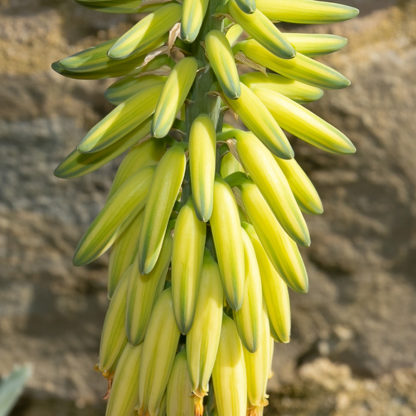 Aloe vera flower close up