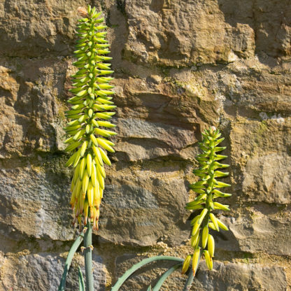 Aloe vera flower spikes
