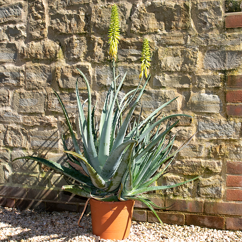 Aloe vera - Big Plant Nursery