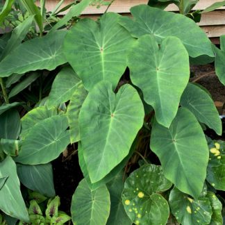 Colocasia 'Pink China' mature plant in summer at Big Plant Nursery