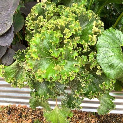 Farfugium japonicum 'Crispatum' mature plant in summer at Big Plant Nursery