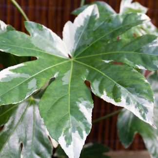 Fatsia japonica 'Variegata' leaf closeup