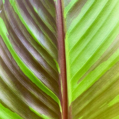 Musa sikkimensis leaf close-up at Big Plant Nursery